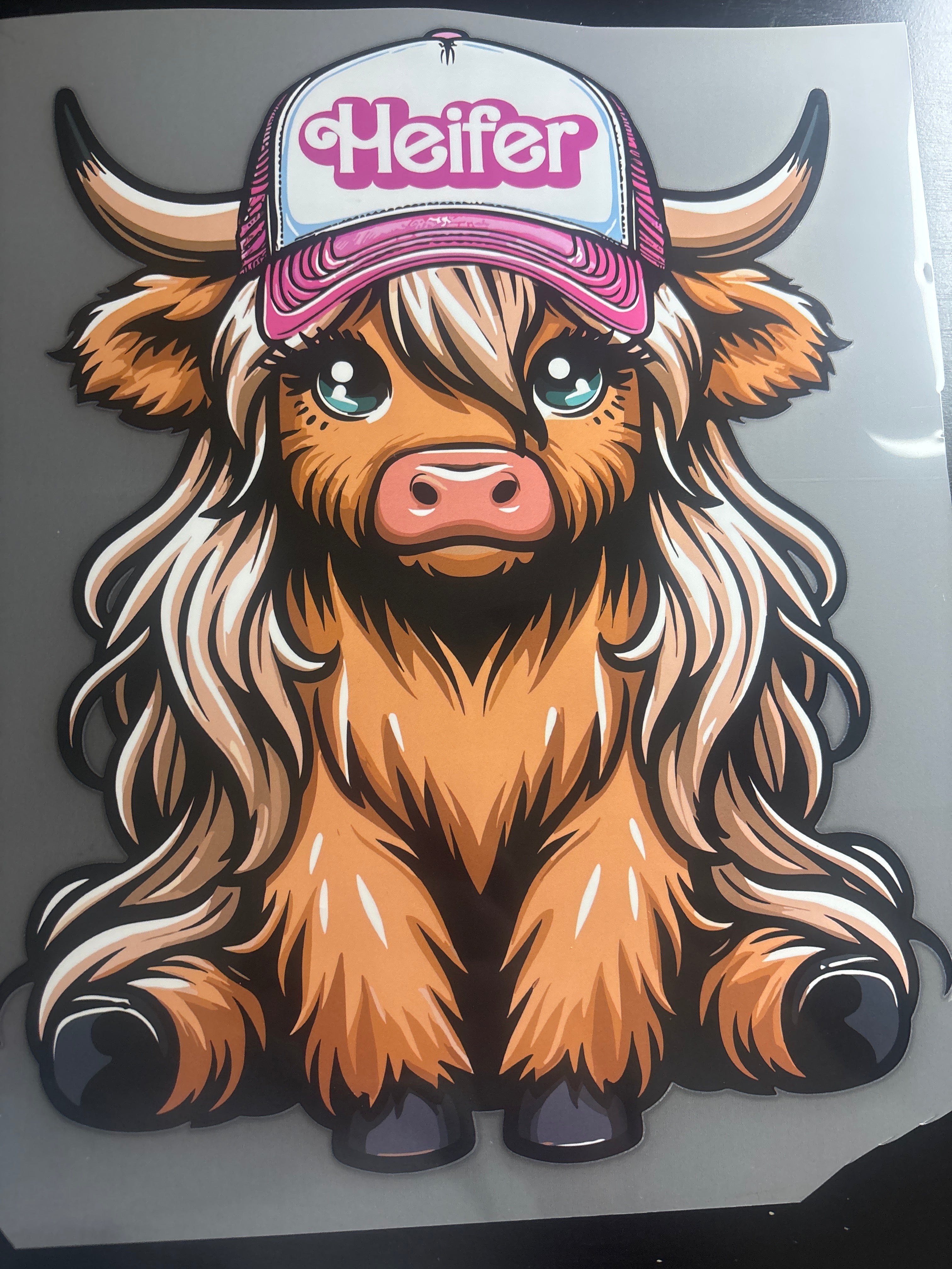 Heifer cow